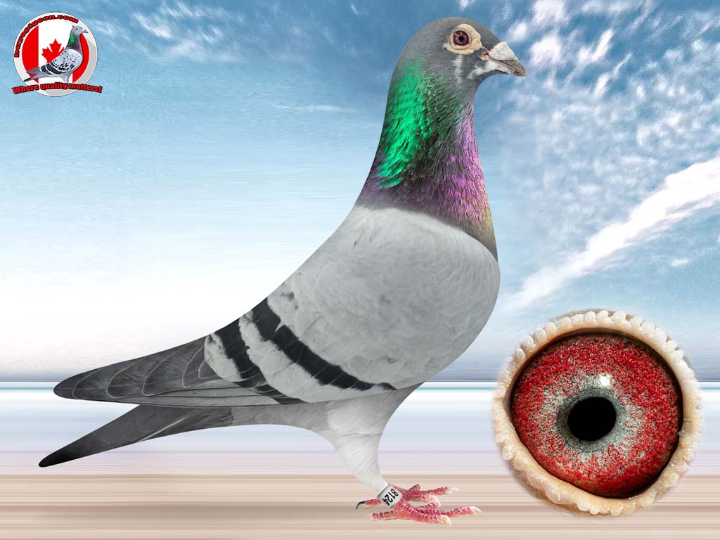 Ontario racing pigeon auctions sold CU-20-MISS-8124 COCK