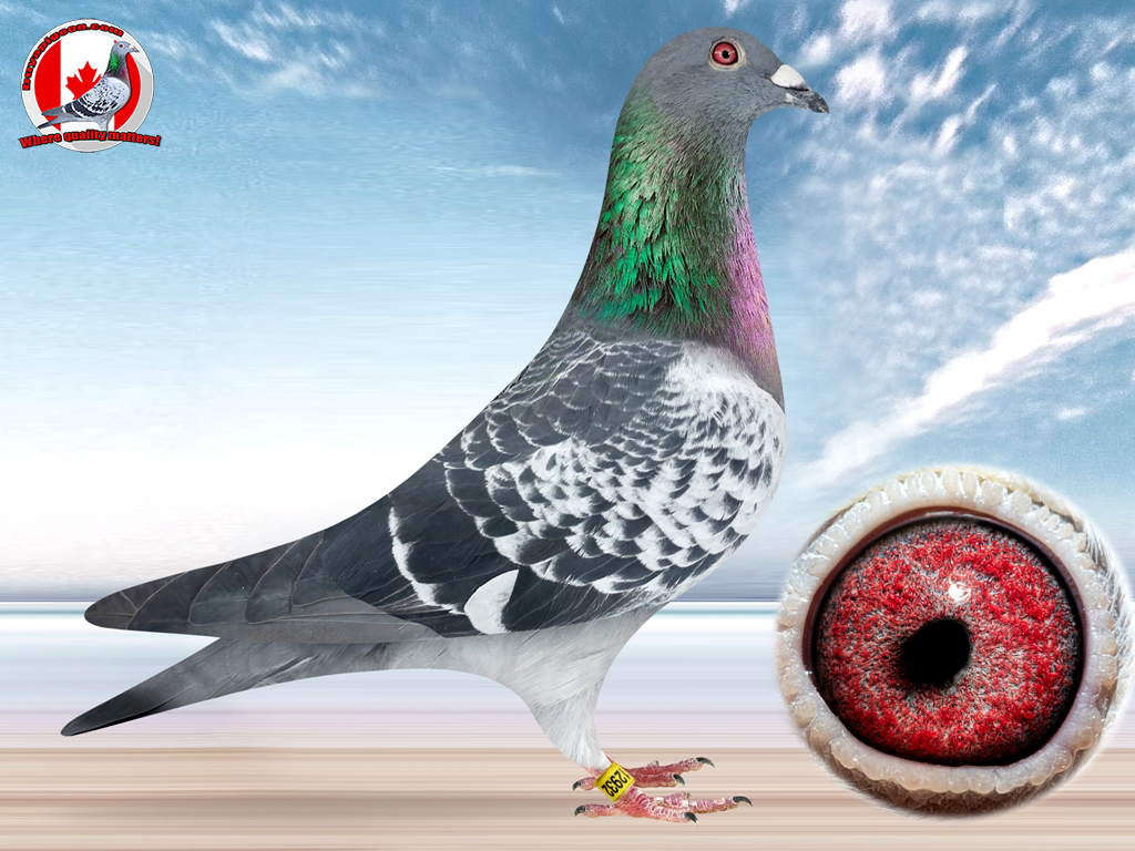 racing pigeon auctions sold CU 24 12932 COCK